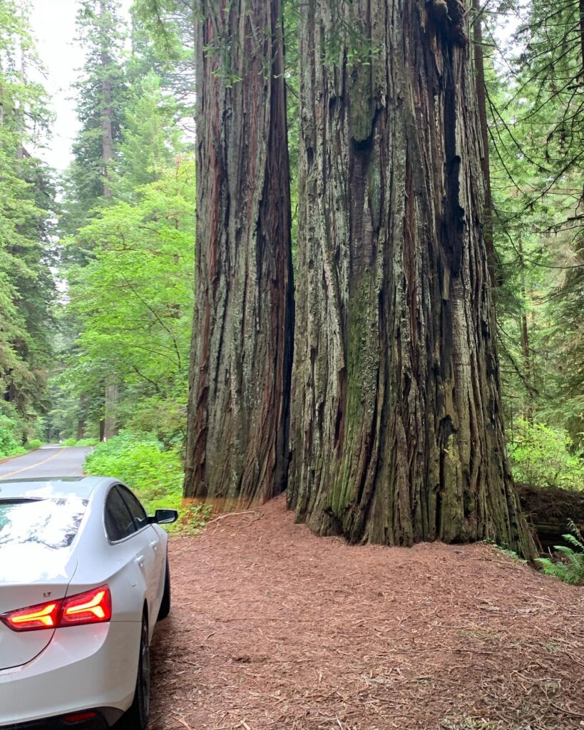 Seattle to San Diego Road Trip: Prairie Creek Redwoods State Park