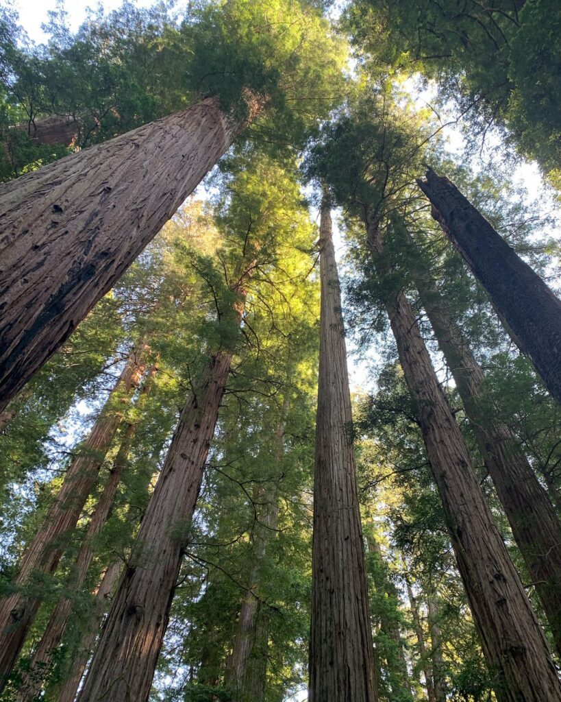 Seattle to San Diego Road Trip: Jedediah Smith Redwoods State Park