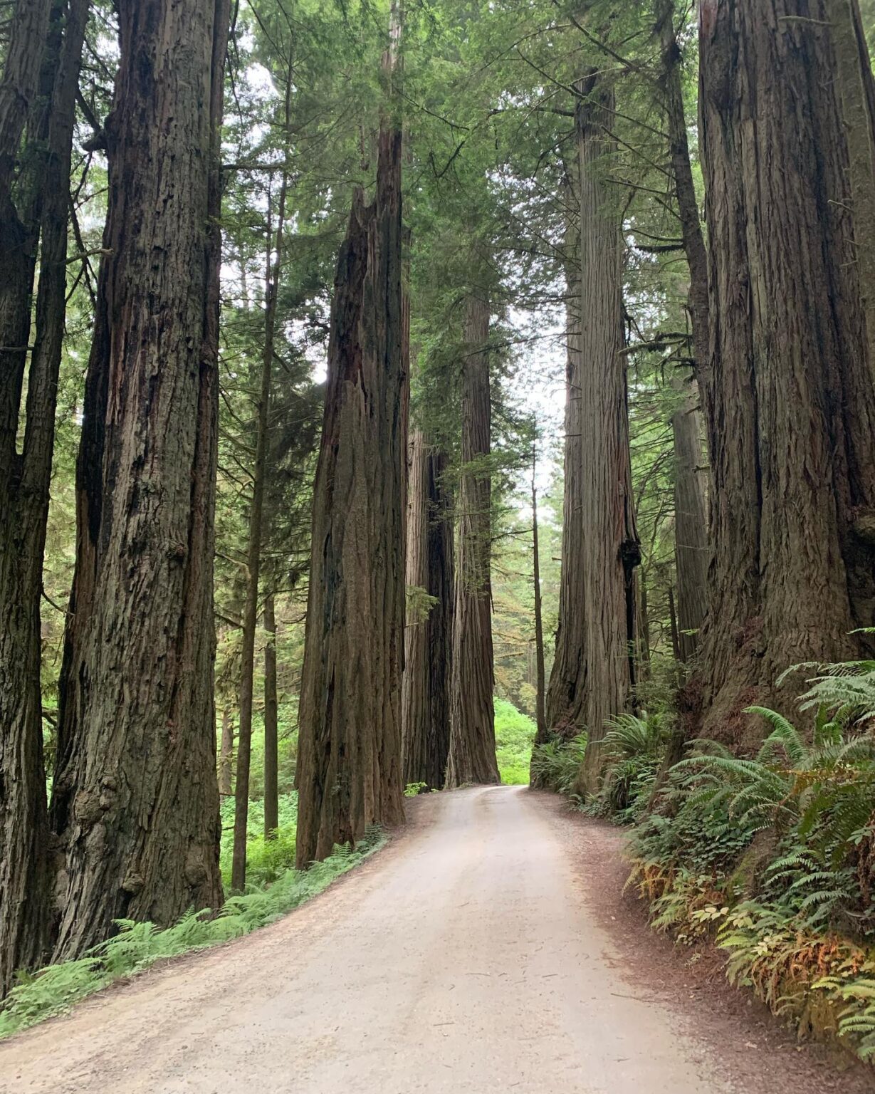 Seattle to San Diego Road Trip Driving the Pacific Coast in 2023 You