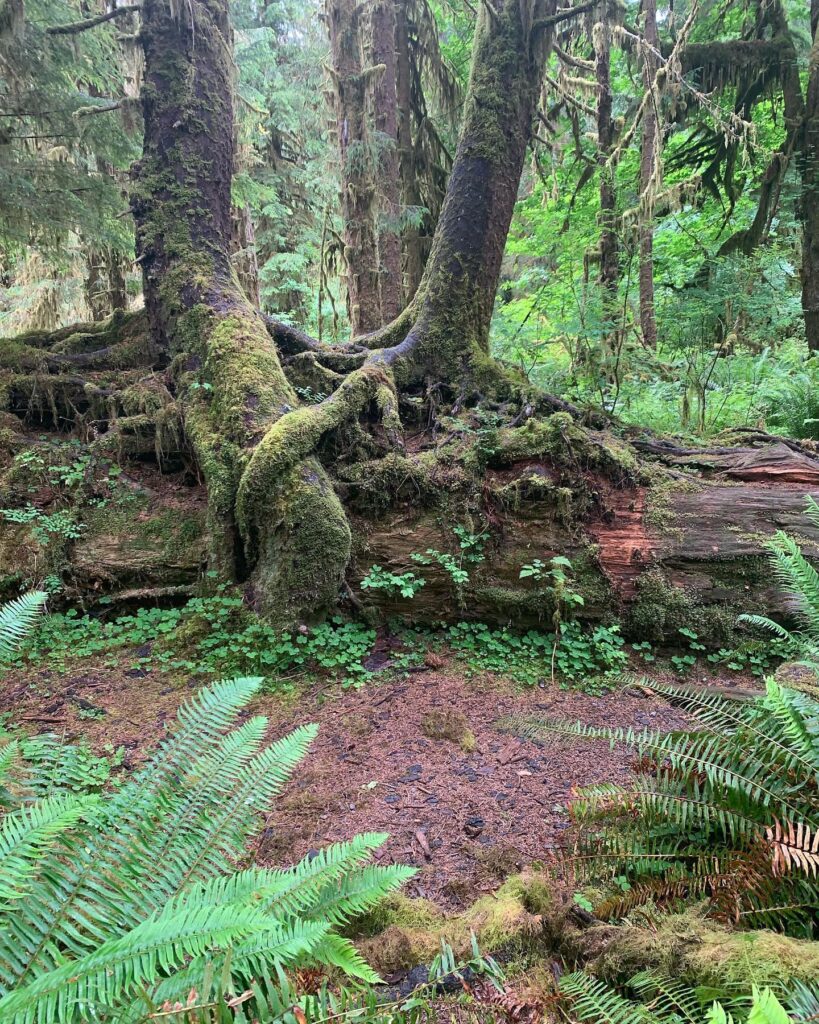 Seattle to San Diego Road Trip: the Hoh Rain Forest