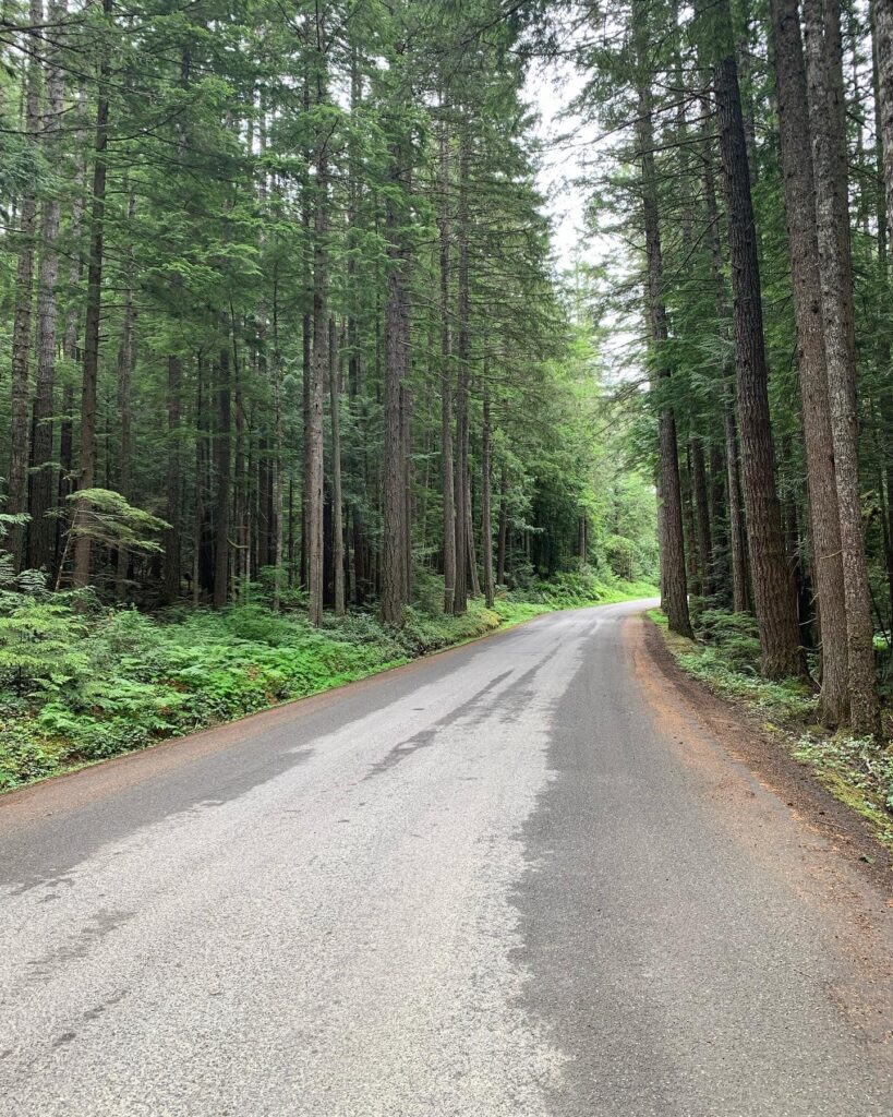 Seattle to San Diego Road Trip: Empty roads and tall trees