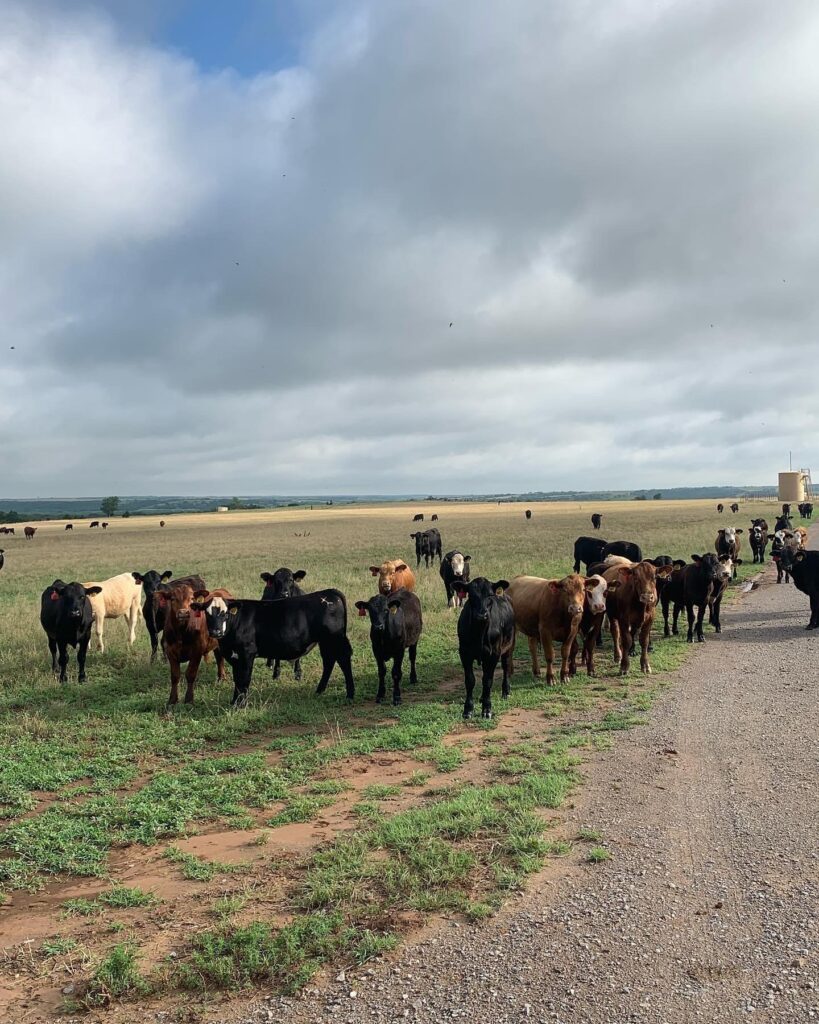 Driving the Historic Route 66: cows